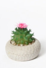 Mini Cactus Artificiale in Vaso di Cemento